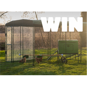 Free Omlet Chicken Run